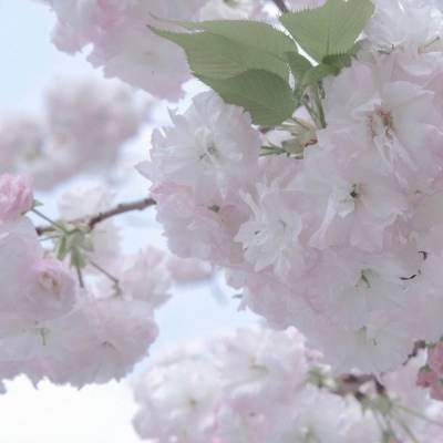 Furry创作思路分享兽圈社群